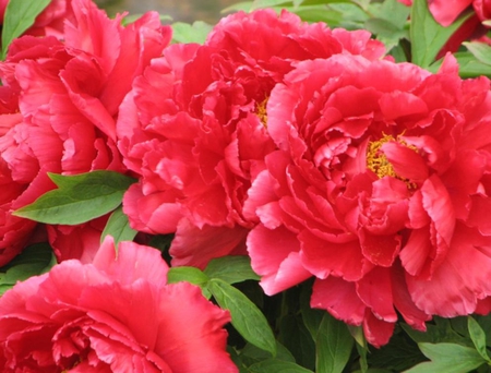 peony garden - nature, red, peony, flowers, garden