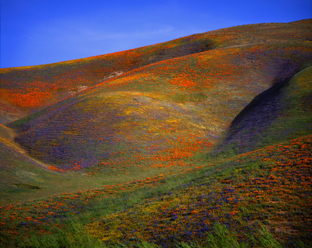 colourful hills - flowers, hills, poppies, nature, fields, colourful