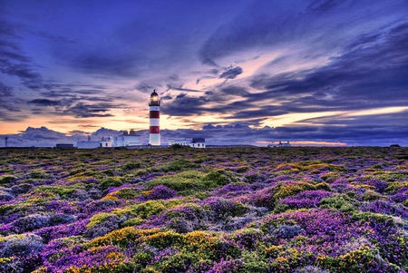 purple landscape - nature, sky, purple, field, flowers