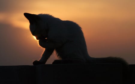 Wash before Bedtime - glow, moon, silhouette, cat, wall, night, kitten