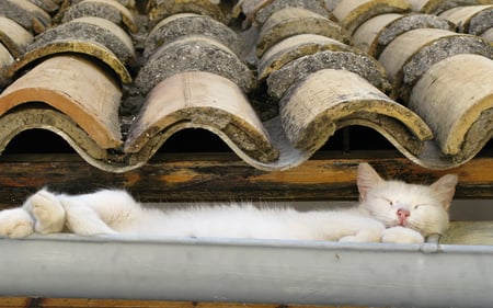 Gutter Cat - white, roof, gutter, content, sleeping, cat