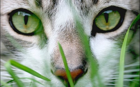 Hiding in the Grass - tabby, face, green eyes, cat, close, grass