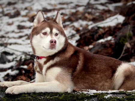 Husky - winter, snow, dog, siberian, puppy