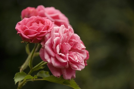 Pink Roses - roses, outside summer time, lovely, pink