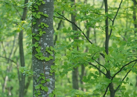 Forest Trees - field, forest, trees, nature