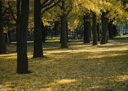 Park Trees - field, forest, trees, nature