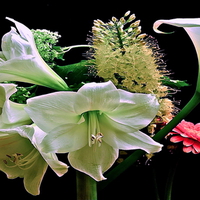 Lillies