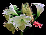 Lillies