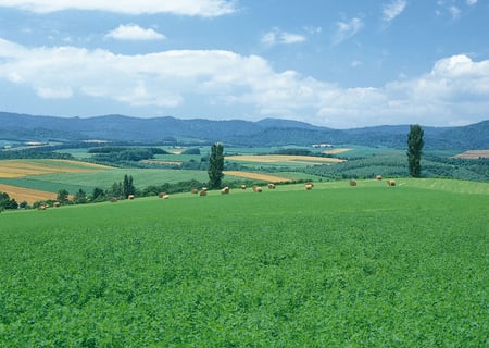 Rolls of Wheat - nature, grass, field, mountain, sky