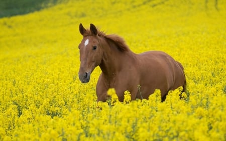 In the Flowers - horse, animals, flowers, field, nature