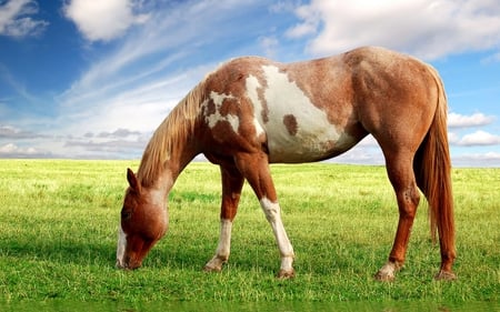 Grazing Pinto - sky, horse, animals, field, nature, grass