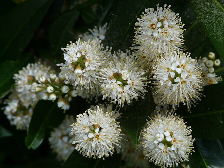 LAUREL BLOSSOMS - flowers, white, blossoms, beauty