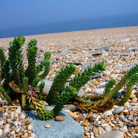 SEASIDE GREENERY