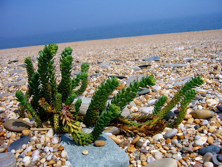 SEASIDE GREENERY - pebbles, shells, grass, green