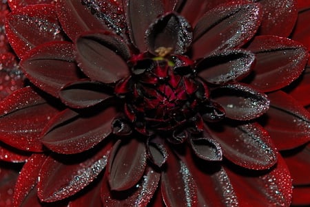 DEEP DARK DAHLIA - beauty, black, dahlia, red