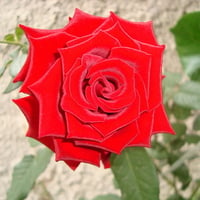 VELVETY RED ROSE