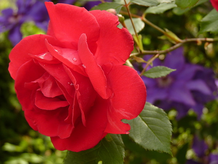 RED AND PURPLE - purple, flowers, rose, red