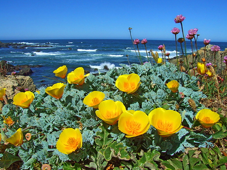 Little bits of sun - ocean, yellow, water, green, shore, flowers