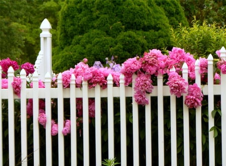 Along the fence - flowers, white, pink, fence