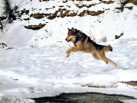 BIG AIR - jump, wolf, water, snow