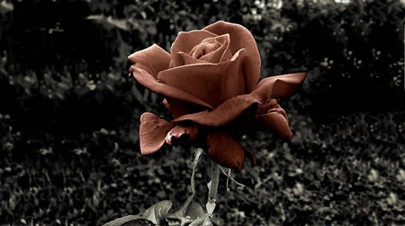 Pretty Rose - nature, blood, rpse, flower