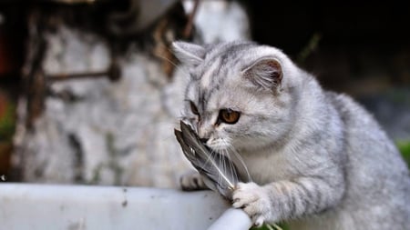 What bird??? - cute, animal, feline, cat