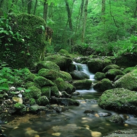 Forest-Stream