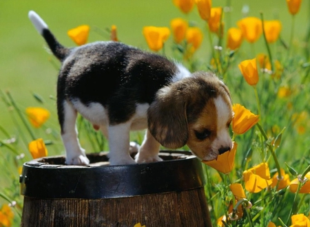 Smelling the Flowers - flowers, beagle, barrel, cute, pup