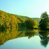 Lake Trees