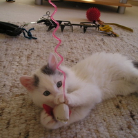 KITTY AT PLAY