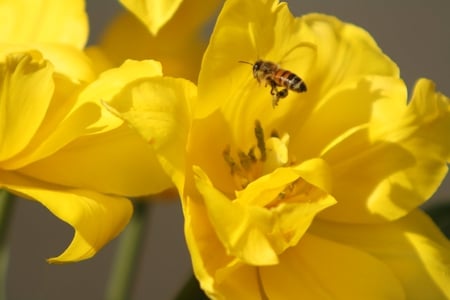 ღ Spring comes ღ - warmth, bee, sunny, yellow, forever, beautiful, sunshine, spring, flowers, wonderful, tulips, nature, season, bright, garden, floral