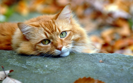 Kitty - nice, autumn, marvellous, kittens, animals, wonderful, ginger, amazing, pretty, rock, cute, stone, skyphoenixx1, cat, adorable, kitty, stunning, outstanding, kitten, nature, cats, beautiful, leaves, animal, sweet, awesome, fantastic