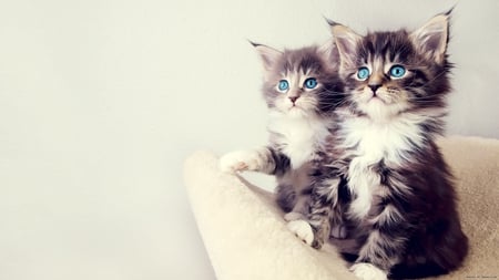 Beautiful Kittens - adorable, cats, kittens, eyes, blue, beautiful, sweet, cute