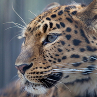 Beautiful Leopard