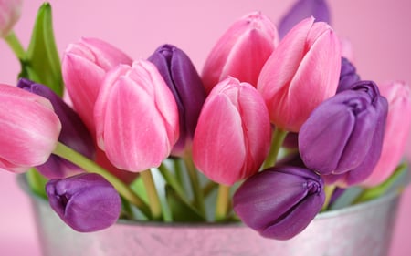 Beautiful Tulips - purple, red, beautiful, tulips, green, flowers