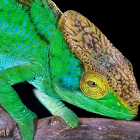 Green-Chameleon