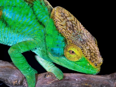 Green-Chameleon - picture, green, chameleon, beautiful