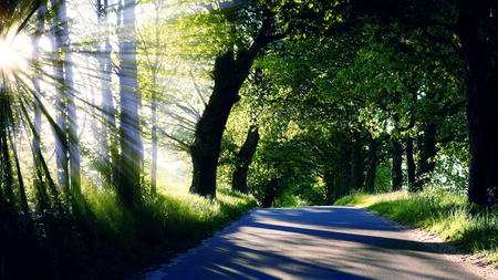 Beautiful Forest - view, forest, beautiful, sun, green