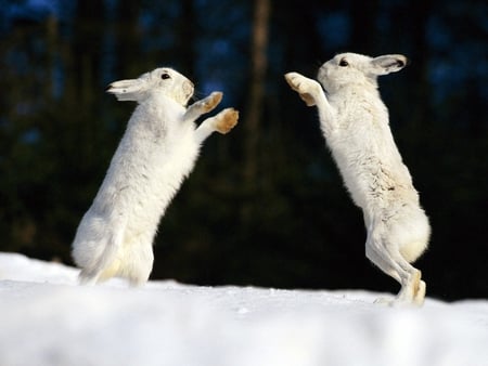 White Rabbits - rabbits, branco, fofinhos, fauna, white, animal, picture, natureza, funny, roedor