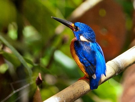 Kingfisher - bird, picture, cool, kingfisher