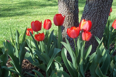 Spring Garden - flowers, garden, spring, tulips