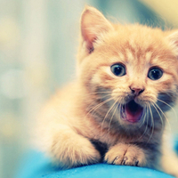 Adorable Kitty