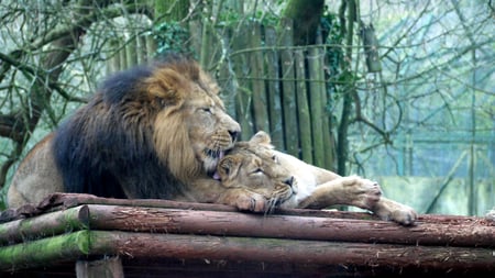 Contented pair. - lions, paignton, animals, cats, zoo