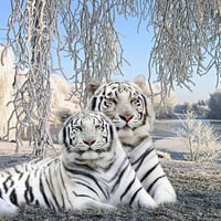 WINTER WHITE TIGERS