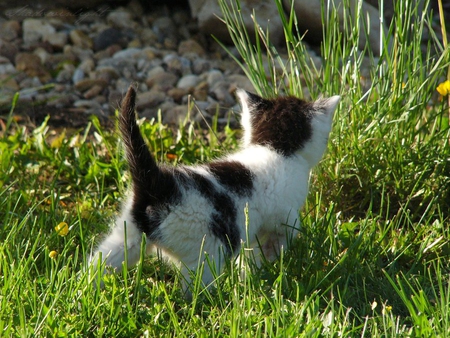 little explorer - baby, sweet, pet, cute, kitten