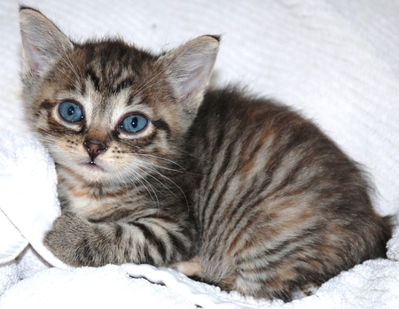 blue-eyed kitten