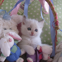 kitty