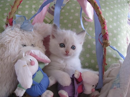 kitty - white, kitty, toy, pet, bunny, cute, kitten