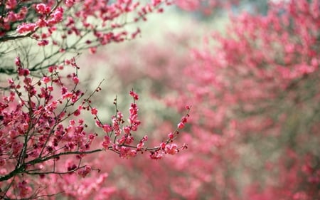 Spring Tree - buds, branch, spring, nature, cherry blossom, pink, beautiful, tree, flowers