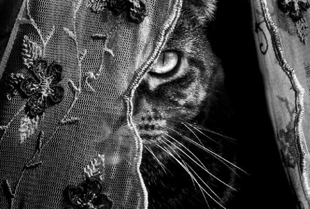 I Can See You - photography, eyes, sweet, cat, curtain, black, cute, bw, adorable, black and white, kitty